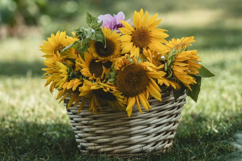 Formato práctico y decorativo