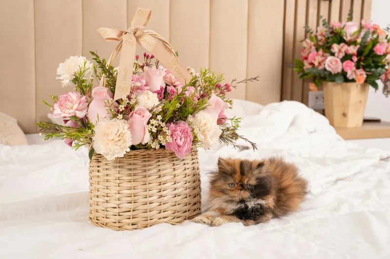 Composición armónica pensada para emocionar